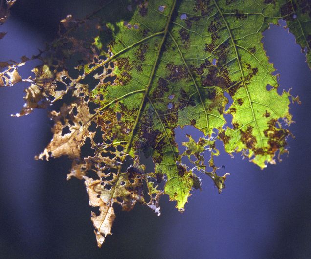  Limited Edition Photographic Art by Christopher Strong